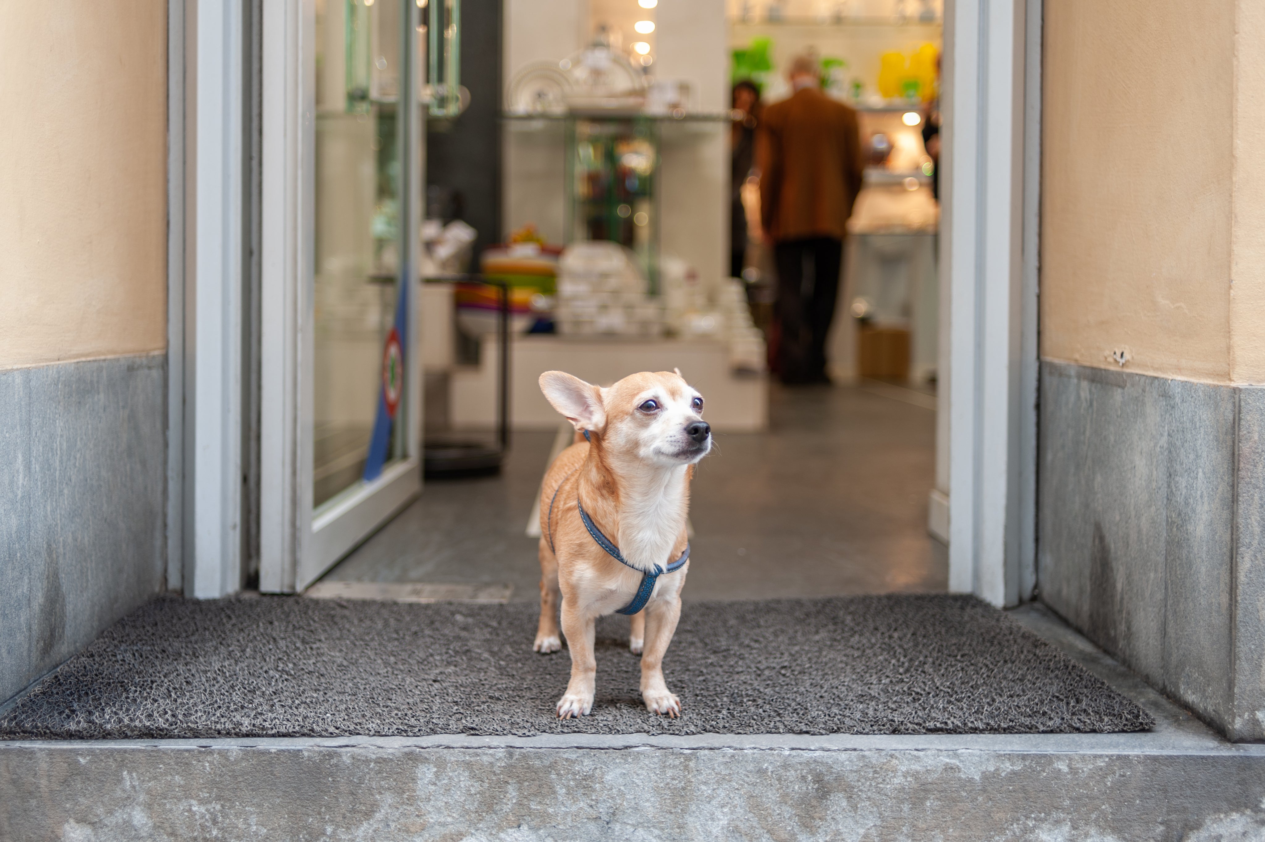 Travel & Pets